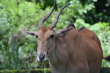The common eland, Taurotragus oryx, also known as the southern eland or eland antelope