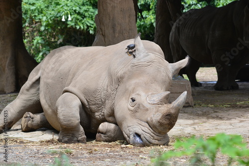 The white rhinoceros or square lipped rhinoceros, Ceratotherium simum is the largest extant species of rhinoceros