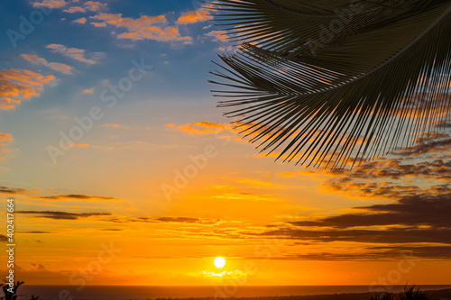 Cuadro en lienzo Palme sur coucher de soleil