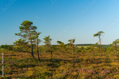 Das Naturschutzgebiet "Schwarzes Moor" im Morgenlicht, Biosphärenreservat Rhön, Unterfranken, Franken, Bayern, Deutschland