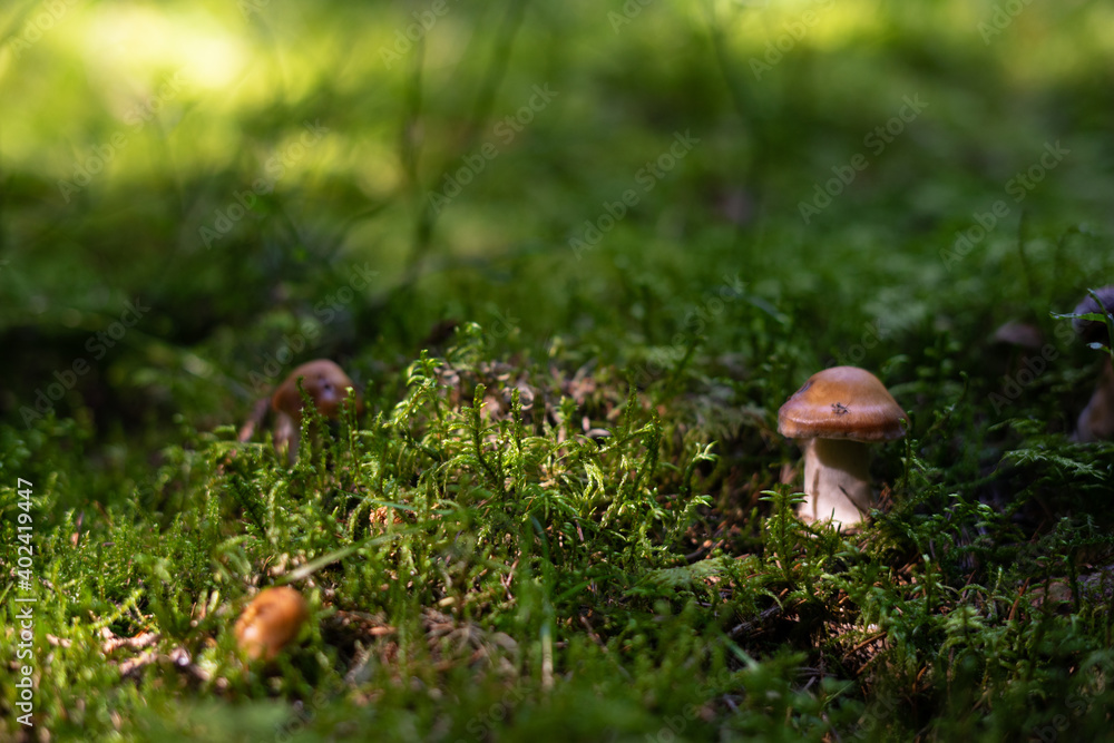 mushroom in the forest mushroom in the forest