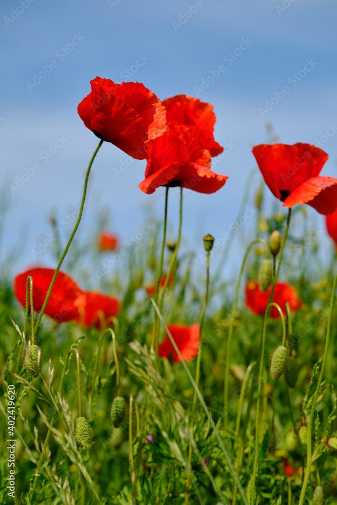 Obraz premium Mohnfelder im Abendlicht