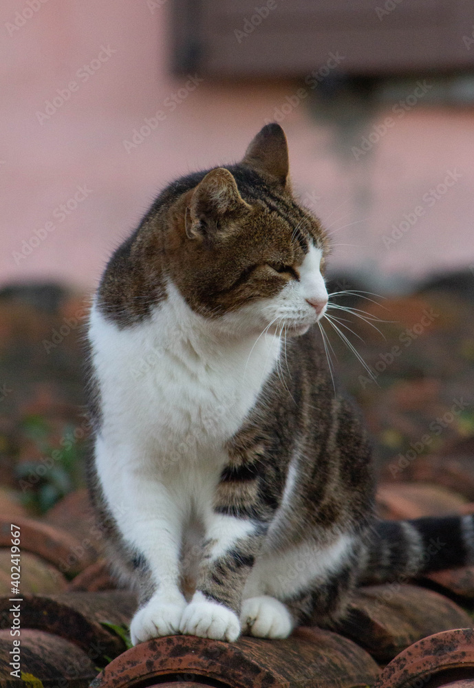 Fototapeta premium Striped cat on the roof with sleepy face, Italian cat, European kitten.Wildlife,Animal lovers.