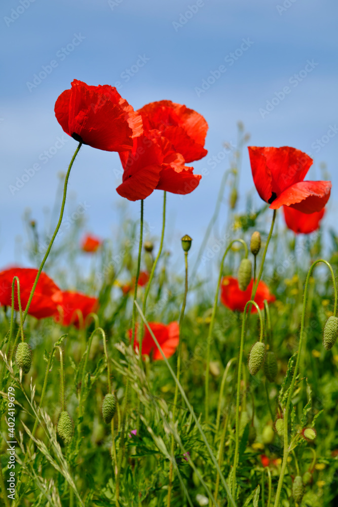 Obraz premium Mohnfelder im Abendlicht