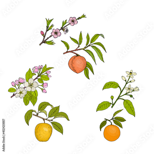 Apple, peach and orange blossom and fruit