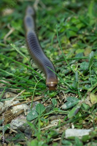 A millipede of the Julidae family, Eastern Crimea, the Black Sea coast.