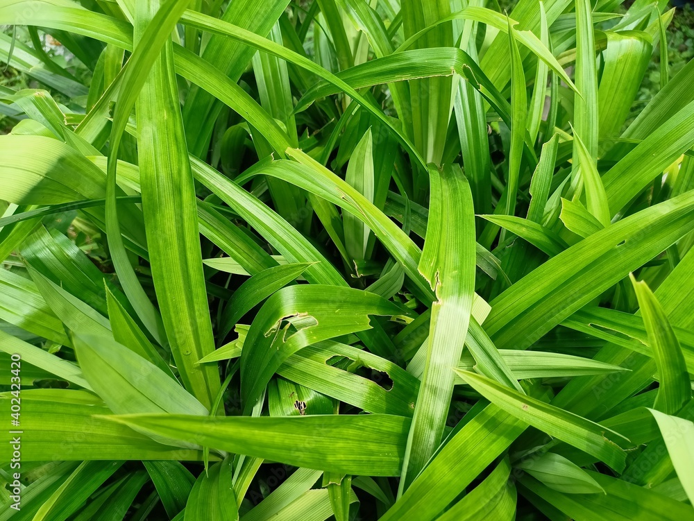 green grass background
