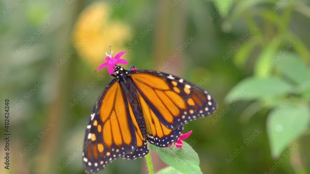 Butterfly on the flower in 4k slow motion 60fps Butterfly on the flower in 4k slow motion 60fps