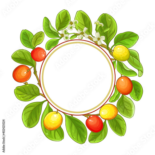 ximenia vector frame