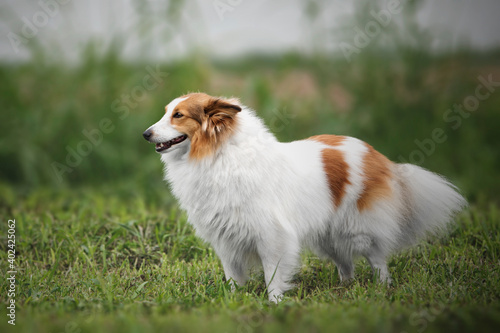 shetland sheepdog on green grass background