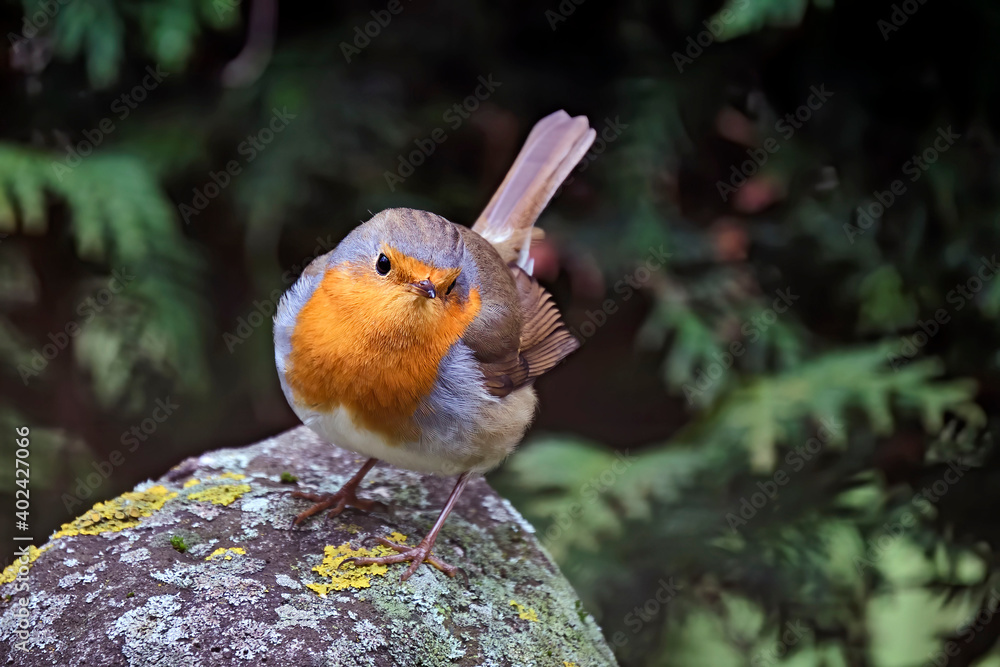 Rotkehlchen ( Erithacus rubecula ). Rotkehlchen ( Erithacus rubecula ).