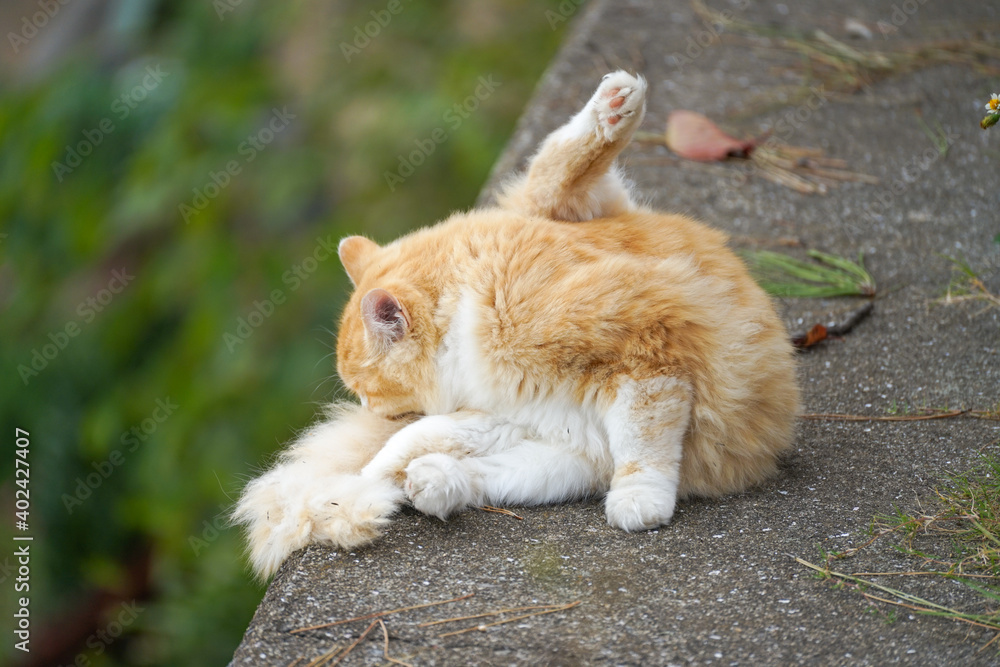 足を上げて毛づくろいをする野良猫 足を上げて毛づくろいをする野良猫