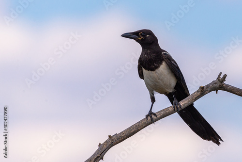Magpie or pica pica perched on a tree branch on sky background