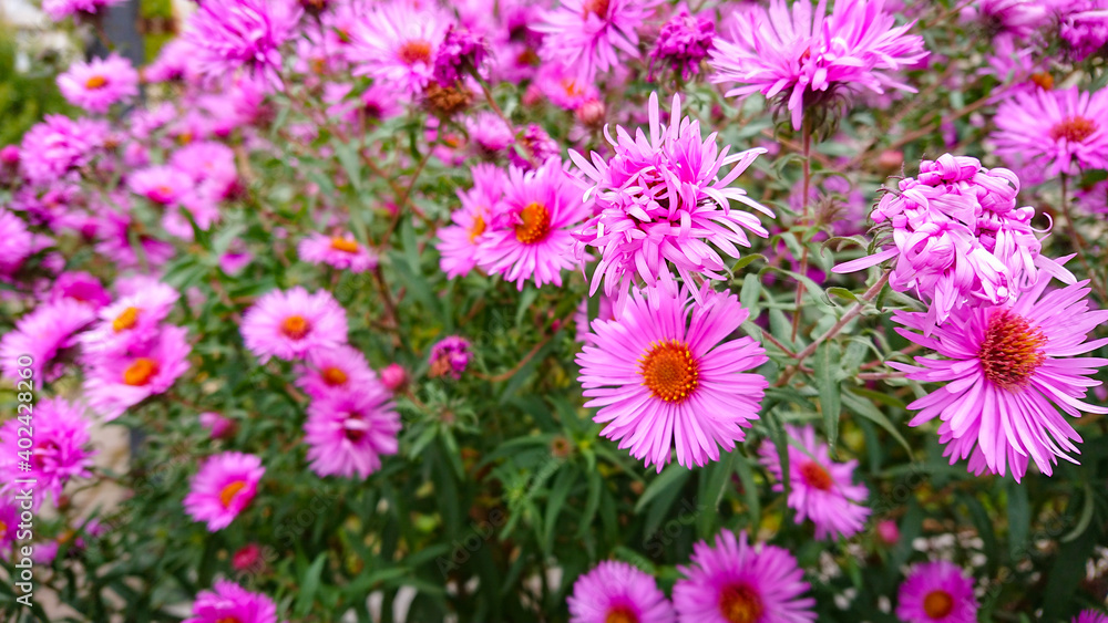 Beautiful glade with pink colors Symphyotrichum novae-angliae Beautiful glade with pink colors Symphyotrichum novae-angliae