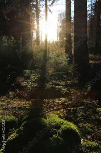 Norddeutsche Landschaft  Nordpfad  Timke W  lder