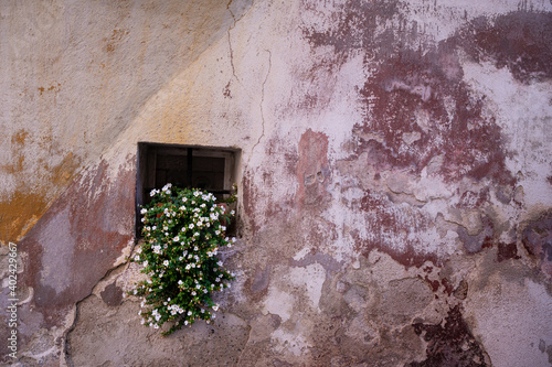 Blühender Blumenstock im Fenster einer alten Fassade photo