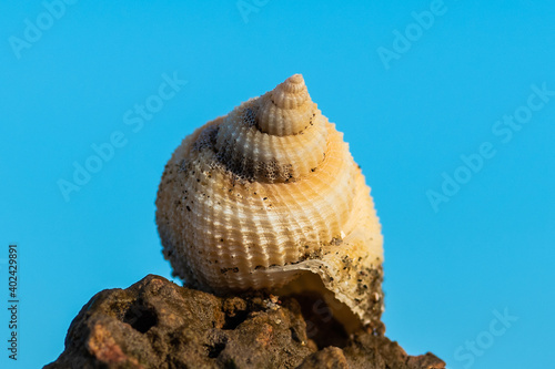 shell on blue background