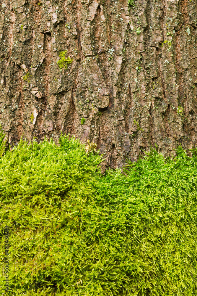 Mossy tree bark texture as ecology concept. Vertical shot of tree bark partially covered in green moss