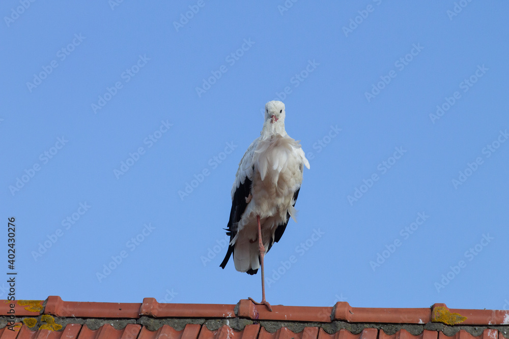 Stork sitting on a rooftop, light blue sky II Stork sitting on a rooftop, light blue sky II