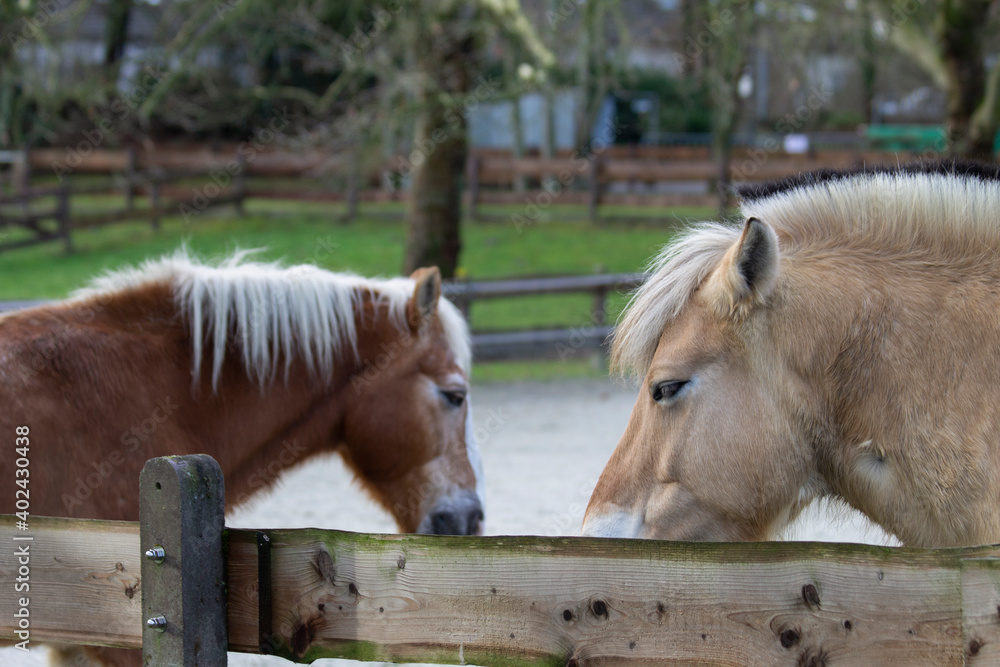 Obraz premium Fjord Horse (close-up) with Haflinger