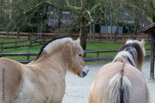 Quadro em tela Two Fjord horses