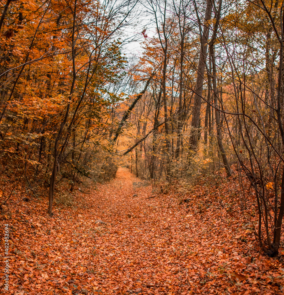 Fototapeta premium forrest