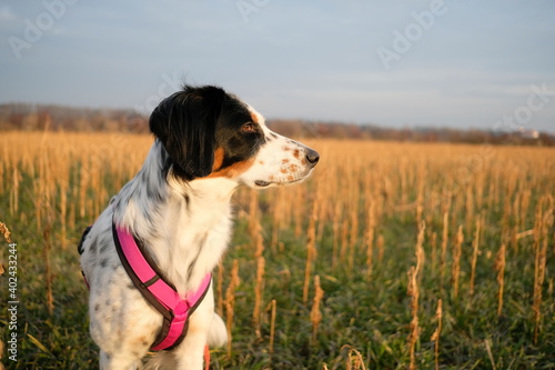 Portrait of beautiful dog in pink harness