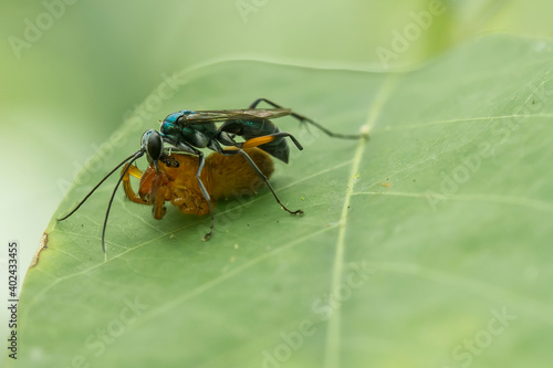 Beautiful Insect in nature © abdul gapur dayak