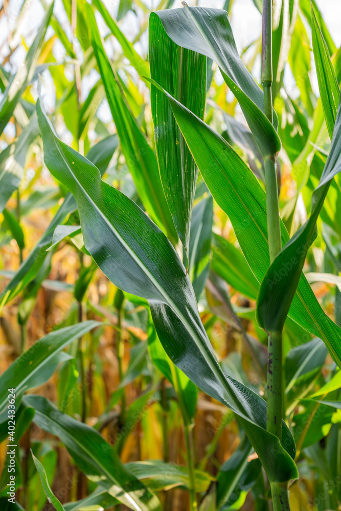 A front selective focus shot of corn leaves at the agriculture field. Green mass of corn A front selective focus shot of corn leaves at the agriculture field. Green mass of corn