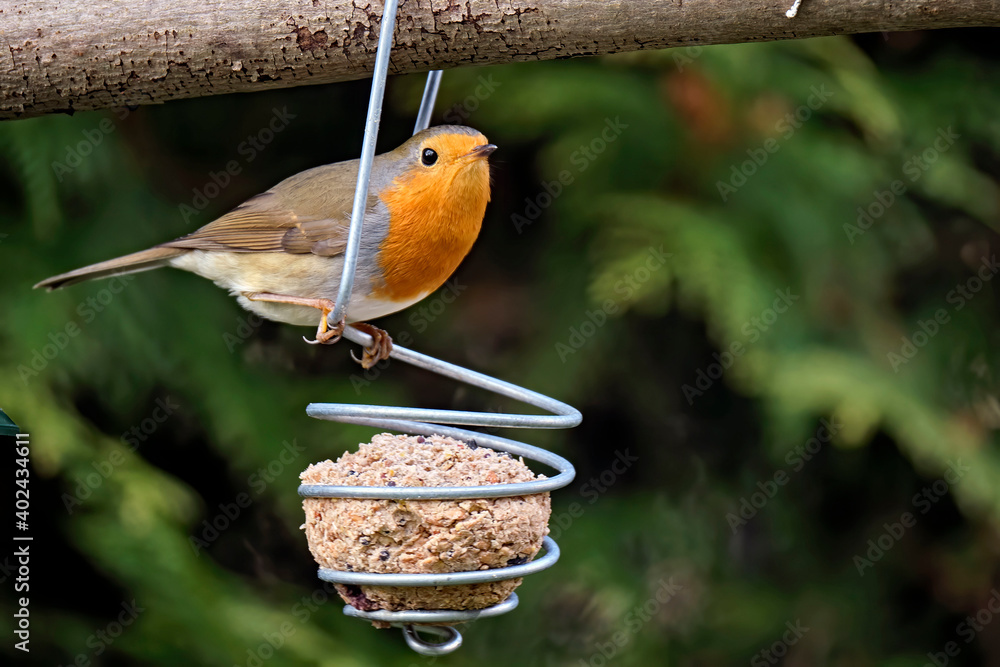 Naklejka premium Rotkehlchen ( Erithacus rubecula ).