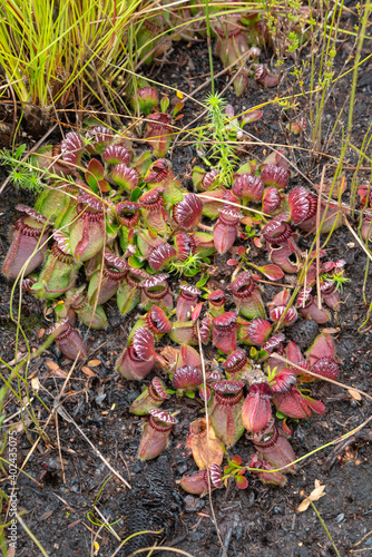 large clump of the carnivorous plant Cephalotus follicularis, the Albany Pitcher Plant found north of Denmark in Western Australia photo