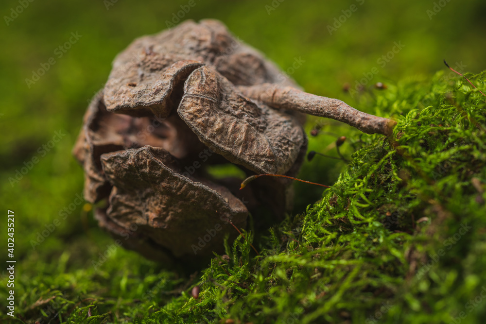 Obraz premium Still life. Coniferous tree cones lie on green moss- abstract background