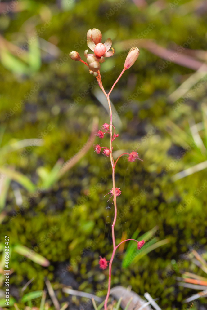 flower of Drosera microphylla seen on a granite rock close to Denmark in Western Australia, view from the side flower of Drosera microphylla seen on a granite rock close to Denmark in Western Australia, view from the side