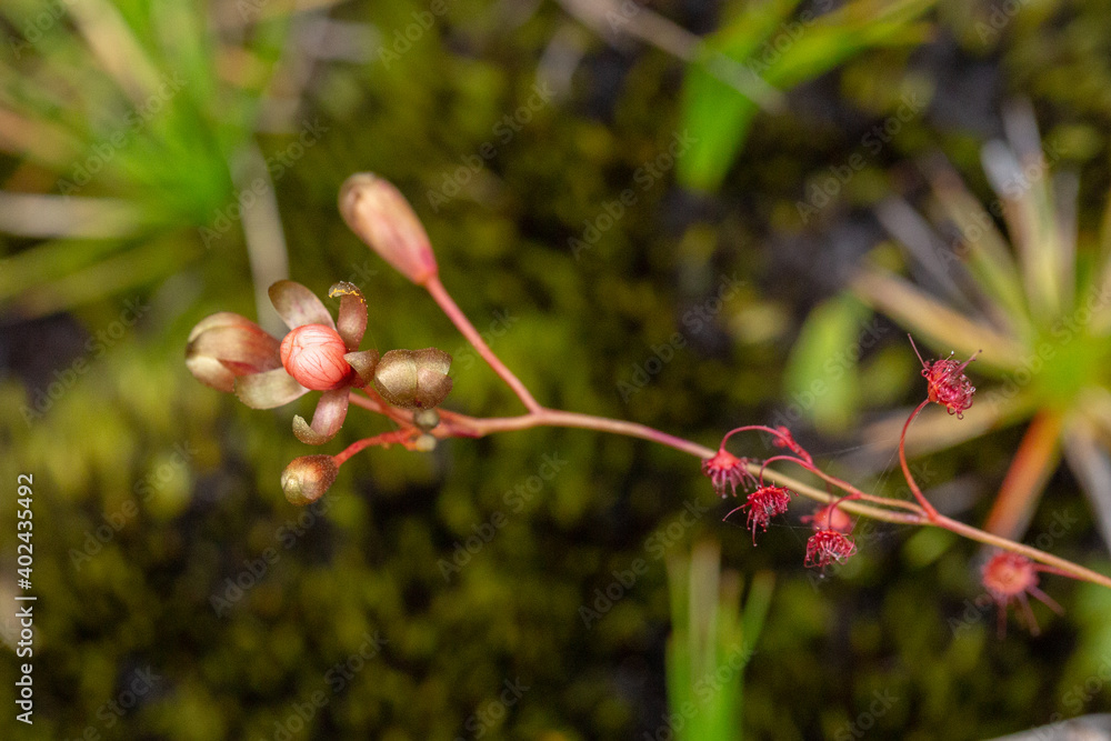 Obraz premium flower bud of Drosera microphylla seen on a granite rock close to Denmark in Western Australia, view from the side