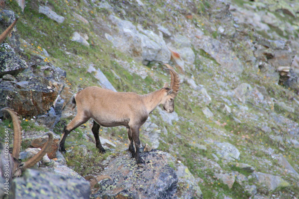 Ibex with big antlers in swiss mountains Ibex with big antlers in swiss mountains