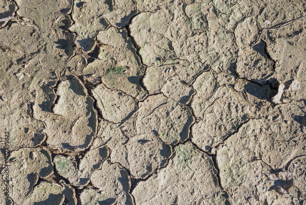 Fototapeta premium Cracked dried ground texture. Infertile soil top view as background