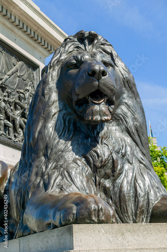 Trafalgar Square lion statue at the base of Nelson’s Column in London England UK erected to celebrate the Admiral Lord Nelson victory at the Battle of Trafalgar in 1805, stock photo image