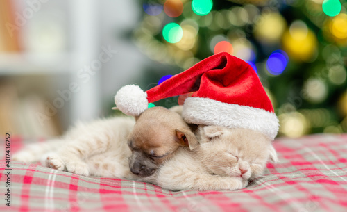 Toy terrier puppy and kitten sleep together with Christmas tree on background