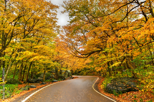 Fall Foliage - Vermont
