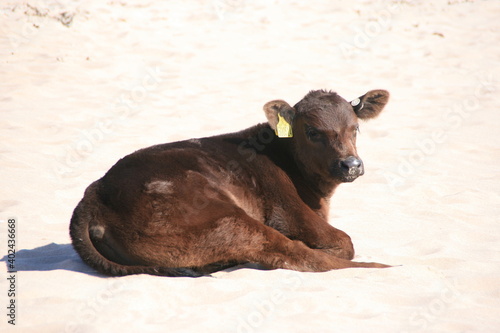 young brown calf laying on a sand beach