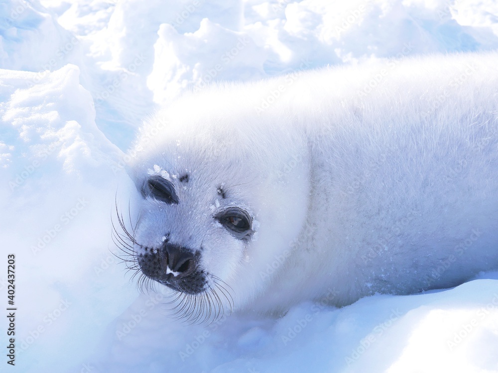 Stockfoto 困り顔のあざらしの赤ちゃん カナダのマドレーヌ島近くの流氷の上にて Adobe Stock