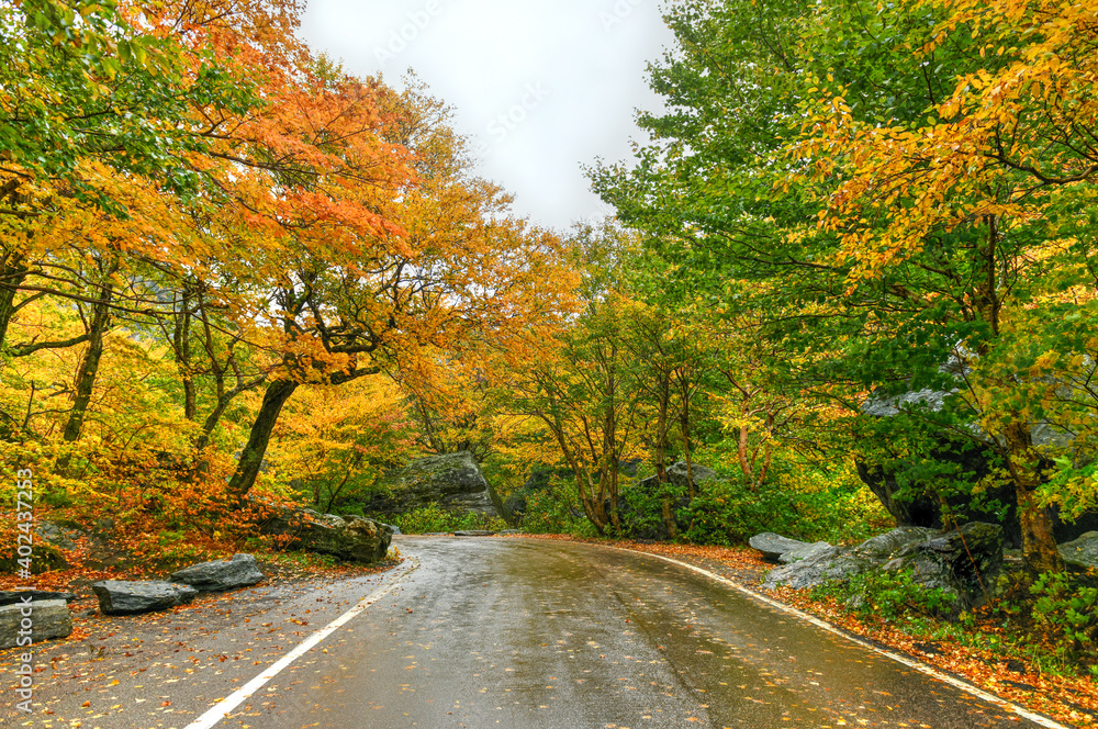 Obraz premium Fall Foliage - Vermont