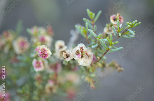 Flora of Gran Canaria -  Salsola divaricata saltwort, salt tolerant plant endemic to the Canary Islands