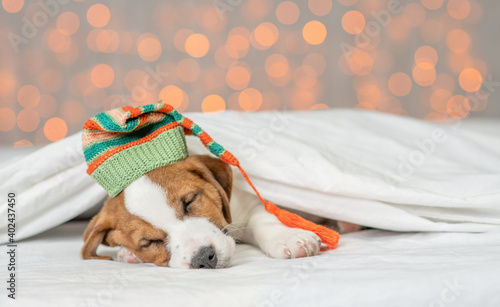 Cute Jack russell terrier puppy wearin warm hat sleep under white blanket on a bed at home. Empty space for text © Ermolaev Alexandr