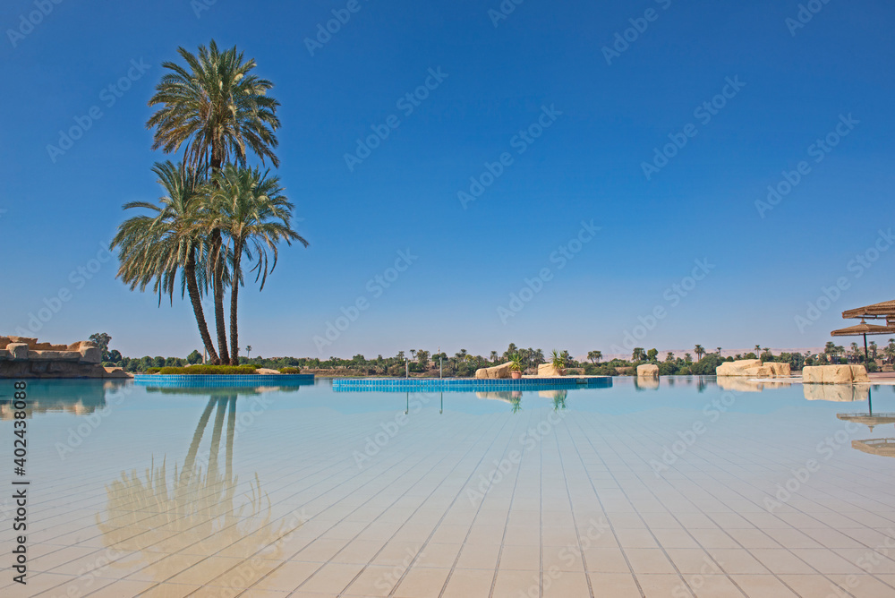 Large date palm tree on island in infinity swimming pool