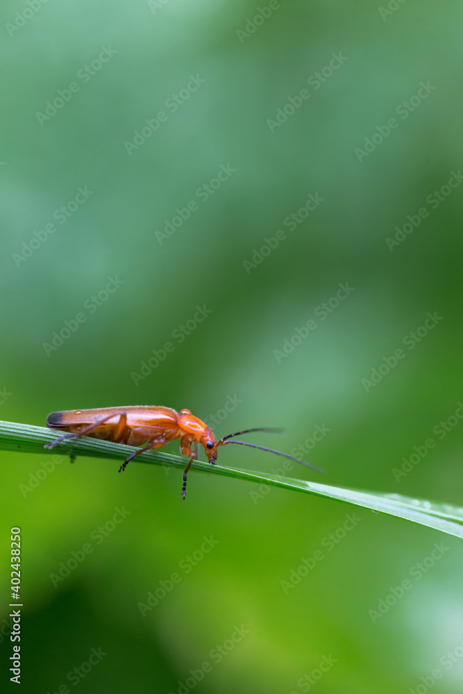Naklejka premium Common red soldier beetle