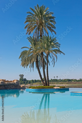 Large date palm tree on island in infinity swimming pool © Paul Vinten