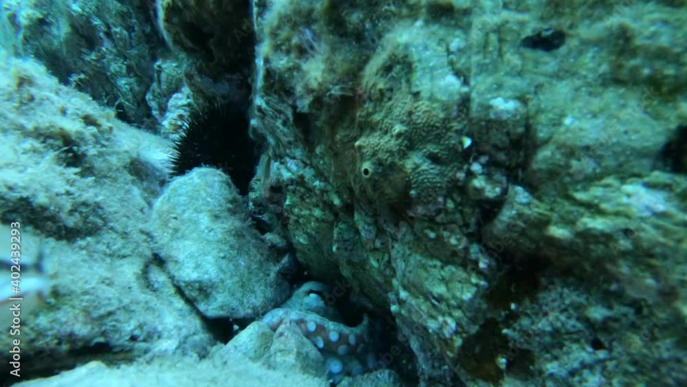 Video of octopus hidden in a hole between rocks looking out Video of octopus hidden in a hole between rocks looking out
