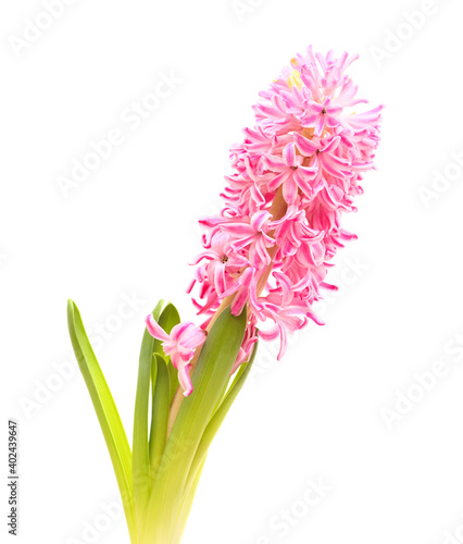 pink hyacinth flowering spike isolated on white, forced winter bulb