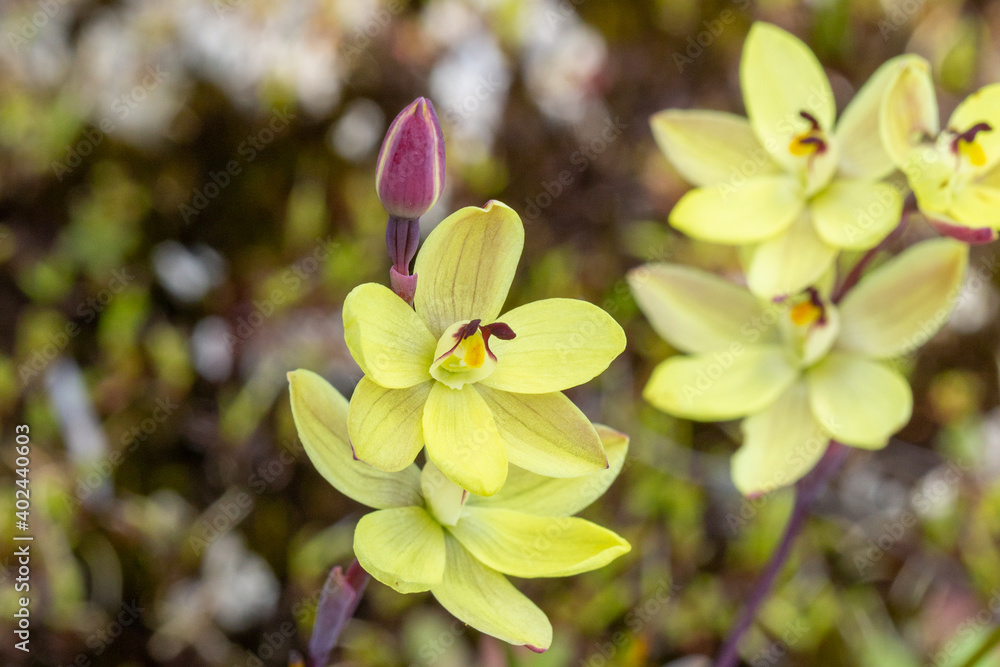 Obraz premium The yellow flower of the beautiful terrerstrial sun orchid Thelymitra antennifera in natural habitat close to Walpole in Western Australia